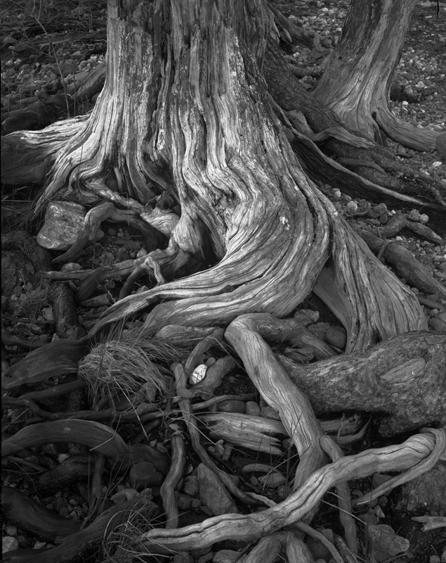 Lake_Wenatchee_Tree_Roots